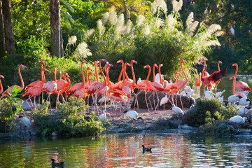 Reflection of flamingoes in water, Miami, Florida, USA