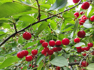 Cherry on a branch