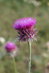 summer photo of flowers in nature