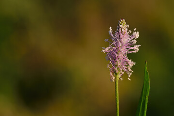 Close-up of the flower of a ribwort (Plantago lanceolata) with a leaf, against a green background in nature