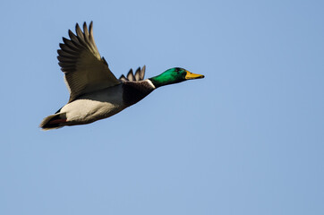 Mallard Duck Flying in a Blue Sky