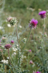 summer photo of flowers in nature