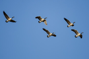 Flock of Canada Geese Flying in a Blue Sky