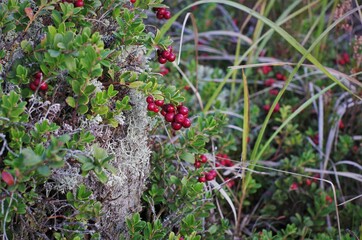 Lingonberry with green leaves. Bush of wild ripe cowberry in a forest. Red berries. 
