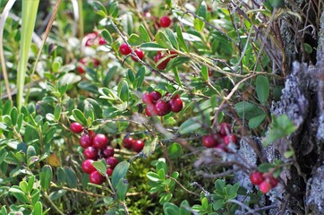 Lingonberry with green leaves. Bush of wild ripe cowberry in a forest. Red berries. 