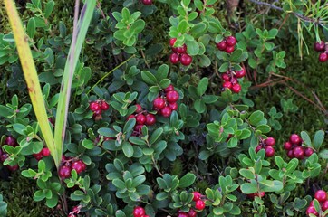 Lingonberry with green leaves. Bush of wild ripe cowberry in a forest. Red berries. 