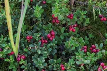 Lingonberry with green leaves. Bush of wild ripe cowberry in a forest. Red berries. 