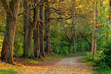 Scenic view of autumn path in forest with leaves on the ground and warm colors. Peaceful autumnal scene in Würzburg, Germany.