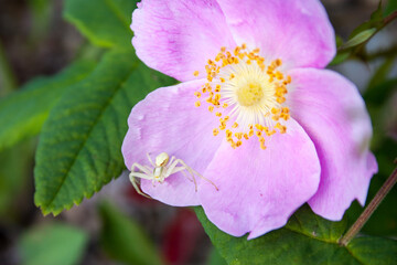 Spider on Flower
