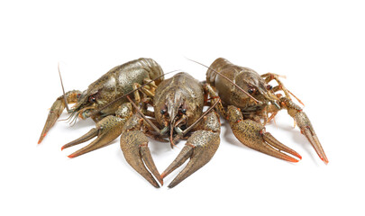 Fresh raw crayfishes isolated on white. Healthy seafood