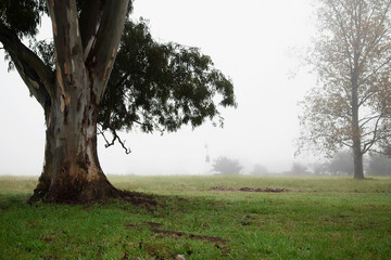 Trees in a field