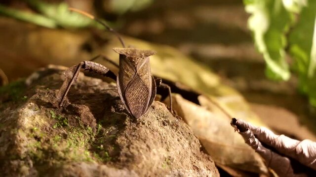 Acanthocephala leaf footed bug walking on rain forest ground at night