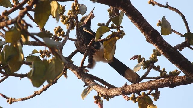 Silvery-cheeked hornbill (Bycanistes brevis), rare endangered bird, in a rubber ficus tree in Mozambique, eating wild fruit seeds