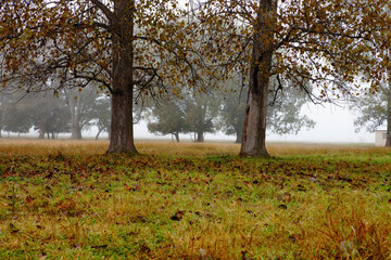 Fototapeta premium Trees in a field