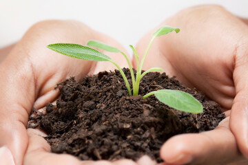 Close-up of a woman's hands holding a seedling