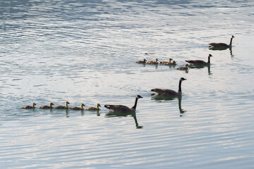 Geese and Goslings on Water