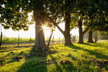 Trees with a fence in a field at dawn