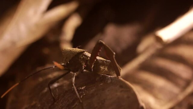 Acanthocephala leaf footed bug walking on rain forest ground at night