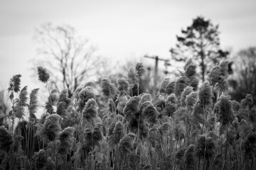 Weeds or Reeds