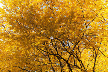 Low angle view of a tree