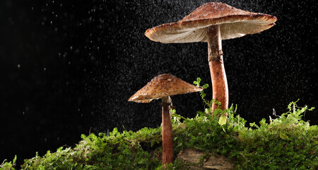 Mist of water drops on brown mushrooms on wet and humid green mossy log. Isolated on black.
