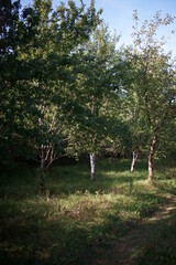 Orchard