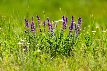 Selective focus, beautiful background of lilac wild flowers on a blurred background of green grass. Wildflowers, meadow grasses. Grasses, fields