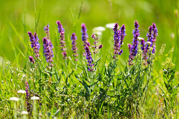 Selective focus, beautiful background of lilac wild flowers on a blurred background of green grass. Wildflowers, meadow grasses. Grasses, fields