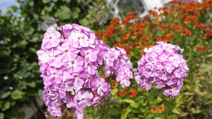 A sprig of pink and white Phlox flower close-up.