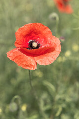 Blooming brilliant red Poppies. Flowers Red poppies bloom in the wild field. Beautiful field red poppies with selective focus, soft light. Natural Drugs - Opium Poppy. Glade of red wildflowers