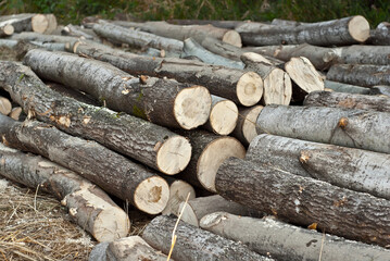 The felled trees lie on the ground. Logs close up on a pile on a forest background. The concept of...