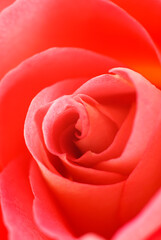 Close-up of a red rose