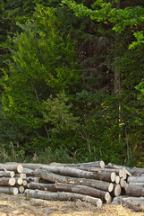 The felled trees lie on the ground. Logs on a pile on a background of the forest. The concept of illegal deforestation and environmental protection.