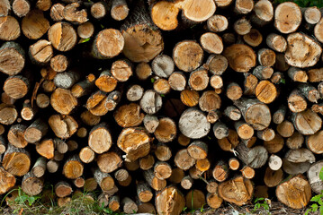 The felled trees lie on the ground. Logs on a pile. The concept of illegal deforestation and environmental protection.