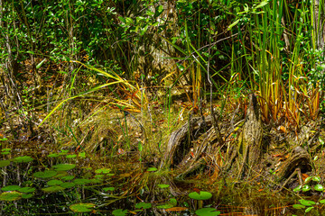 Obraz na płótnie Canvas American Alligator babies at Okefenokee Swamp Park, South Georgia.