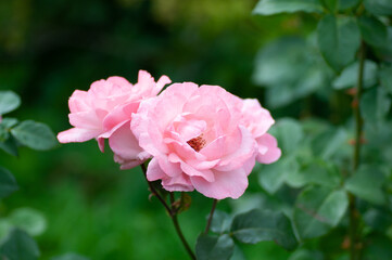 Tender Pink Rose flower with raindrops on stem on green background in the garden. Botanical photography for illustration of Rose.