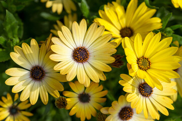 Beautiful yellow flowers Arktotis, Osteospermum chamomile family. Breeding. Selective focus. As a background for any of your projects.