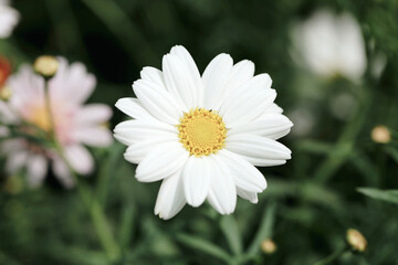 Fototapeta premium Beautiful whites flowers Arktotis, Osteospermum chamomile family. Breeding. Selective focus. As a background for any of your projects.