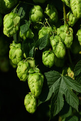 Green hop blossoms hang on tendrils, against a dark background, in portrait format