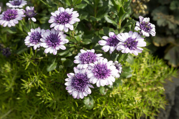 Beautiful whites, purple flowers Arktotis, Osteospermum chamomile family. Breeding. Selective focus. As a background for any of your projects.