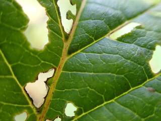 Une feuille d'arbre malade