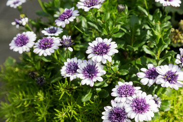 Beautiful whites, purple flowers Arktotis, Osteospermum chamomile family. Breeding. Selective focus. As a background for any of your projects.