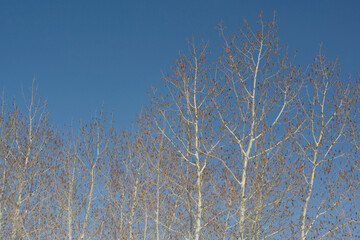 Low angle view of bare trees