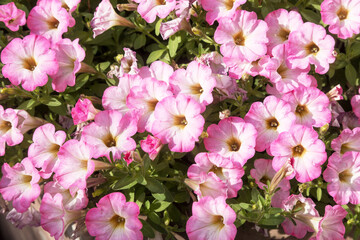 Petunia plant with lilac flowers, Petunia exserta. Toning. Beautiful decorative plants flower. Growing, plant breeding