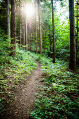 beautiful green forest in summer