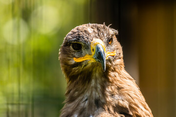 Orzeł stepowy Aquila nipalensis - portret © PeterG