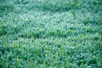 Dew drops on tall grass in a field