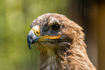 Orzeł stepowy Aquila nipalensis - portret © PeterG