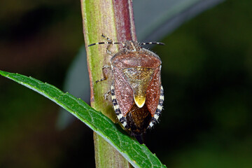 Sloe bug / Beerenwanze (Dolycoris baccarum)