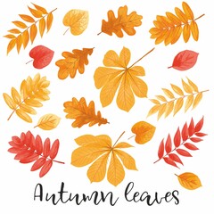 Collection of autumn colorful leaves, hand-drawn.